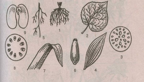 Цветок однодольных и двудольных растений
