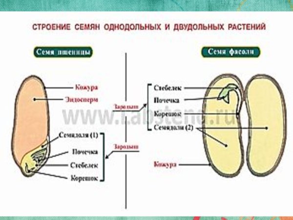 Схема строения семени однодольного растения