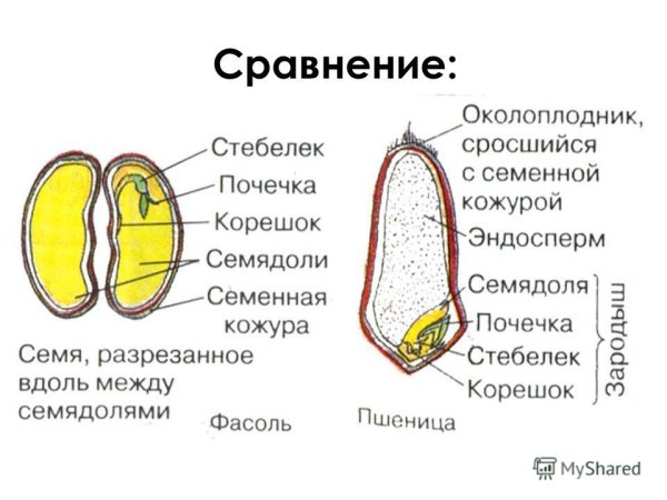 Строение семени однодольных и двудольных