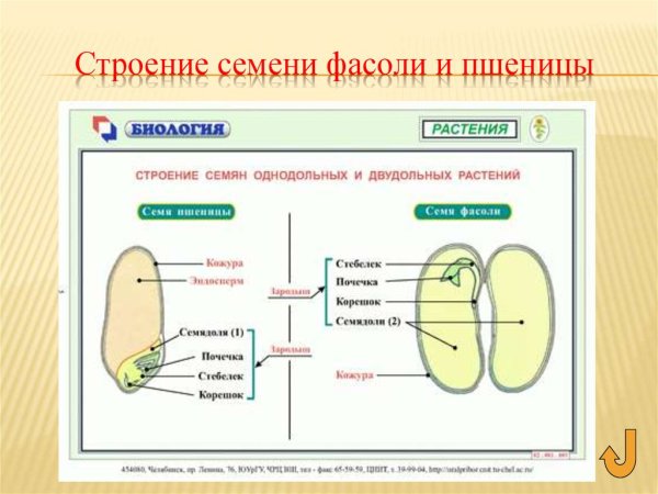 Строение однодольных и двудольных