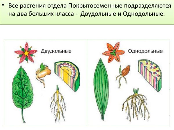 Двудольные растения и Однодольные растения