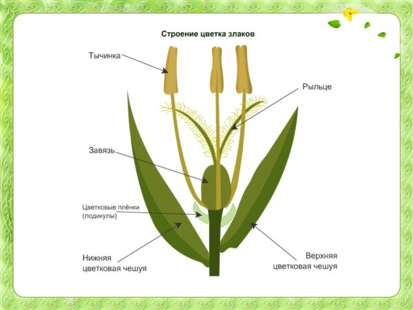 Строение семени тыквы рисунок