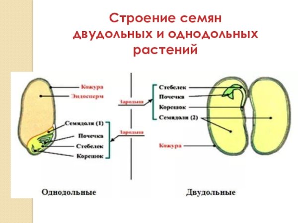 Однодольые двудольный