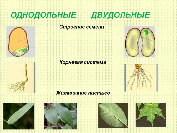 Семена однодольных растений строение