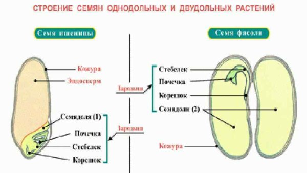 Семена строение однодольных и двудольных