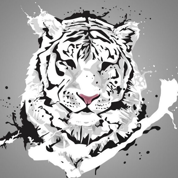 Белый тигр Графика
