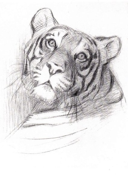 В Ватагин тигр карандаш