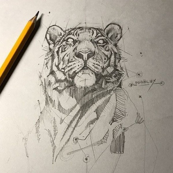 Тату тигр в стиле скетч