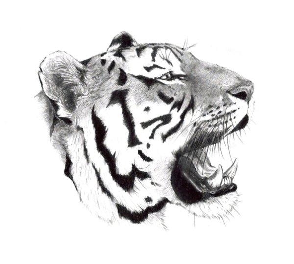 Голова тигра в профиль