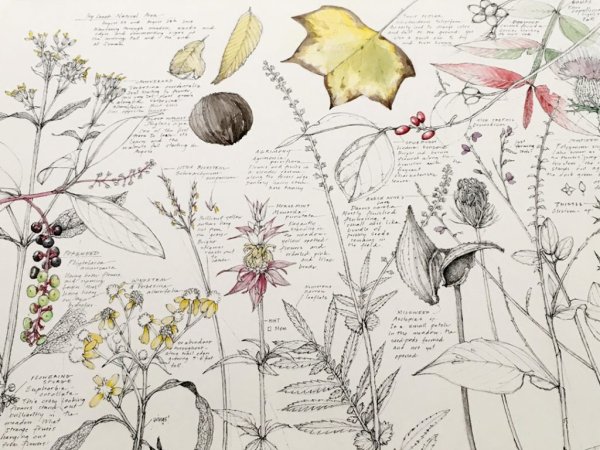 Ботаникум Ботаникум Ботаникум Кэти Уиллис