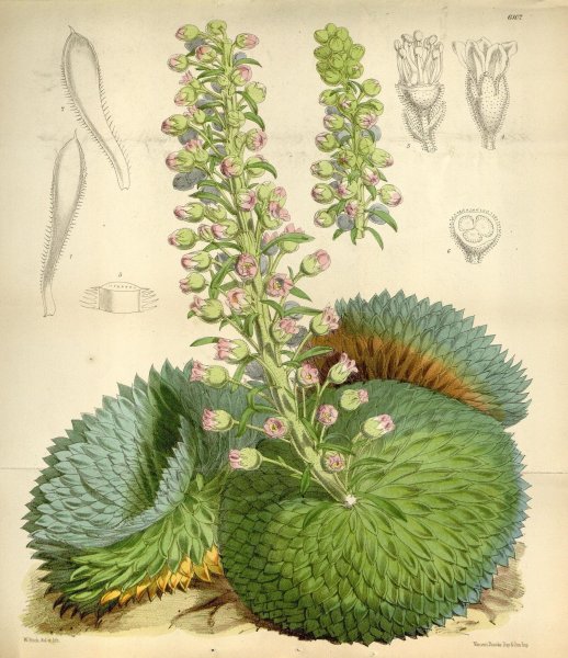 Миндаль обыкновенный гербарий