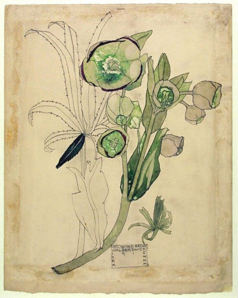 Магнолия крупноцветковая Ботаническая иллюстрация