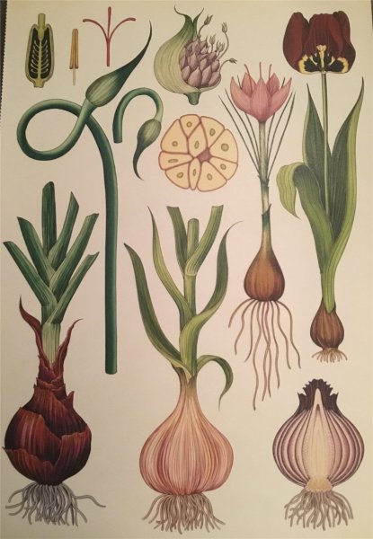 Элейн Сирл Ботанический рисунок