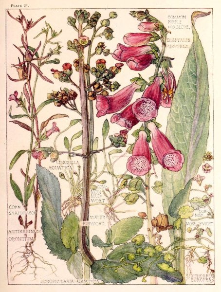 Пион Ботанический атлас