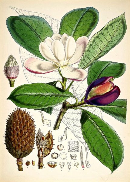 Артишок посевной гербарий