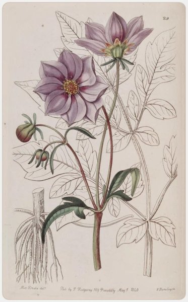 Научные Ботанические иллюстрации