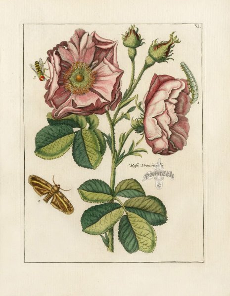 Старинные Гравюры растения