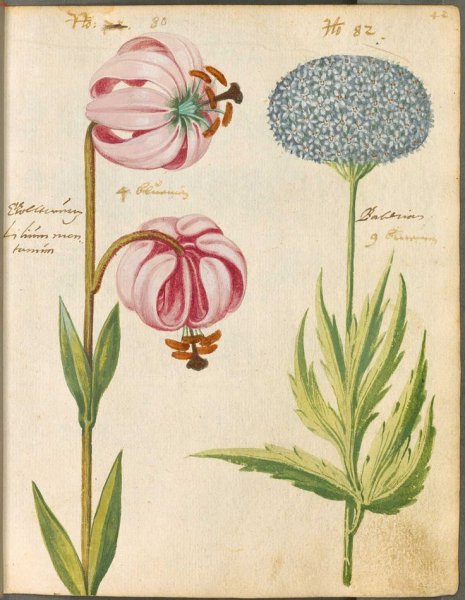 Ботаническая акварель артишок Винтаж