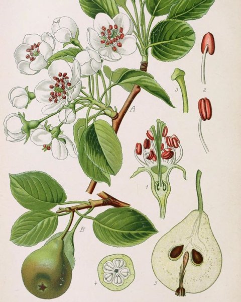 Ботанические иллюстрации растений