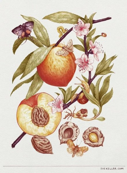 Ботанические иллюстрации Изабелла Адамс