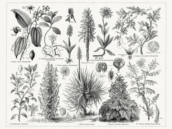 Botanical illustration "Curtis's Botanical Magazine" маки