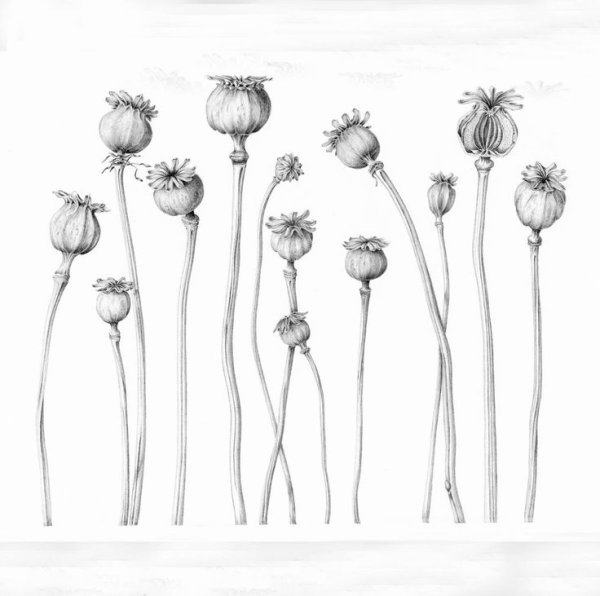 Ботанический атлас укроп