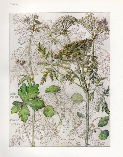 Чарльз Ренни макинтош акварель