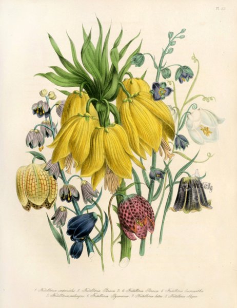 Изабел Адамс Ботанические рисунки