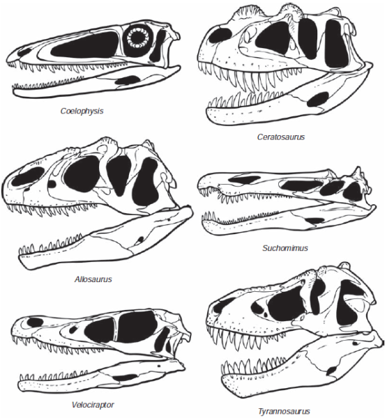 Нарисованный череп динозавра