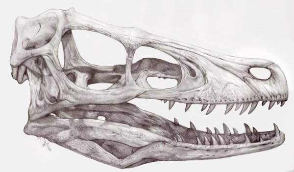 Velociraptor mongoliensis Skull