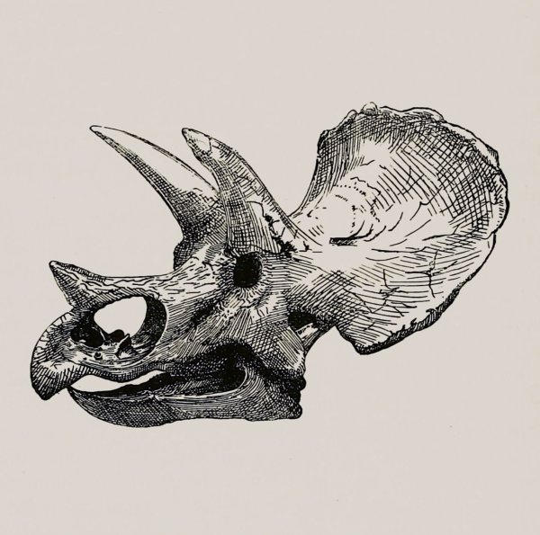 Череп Трицератопса тату