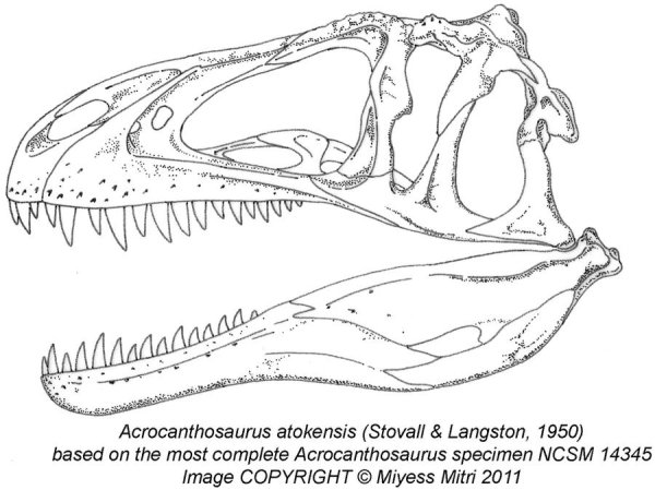 Acrocanthosaurus Skeleton Reconstruction