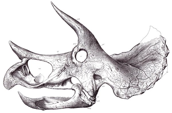 Череп Трицератопса