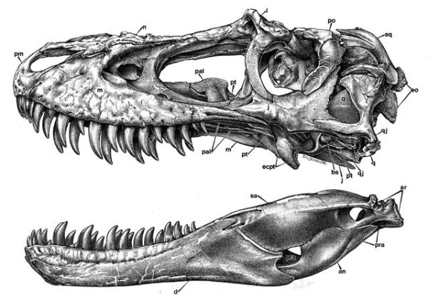 Анатомия черепа тираннозавра