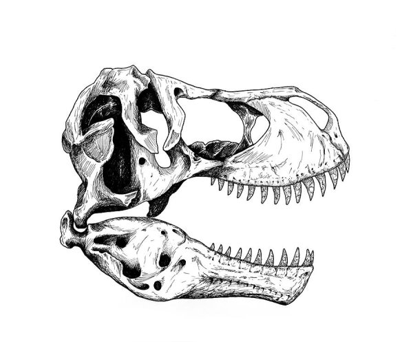 Tyrannosaurus Rex Skull