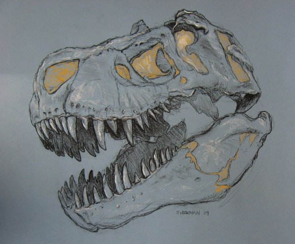 Tyrannosaurus Rex Skull