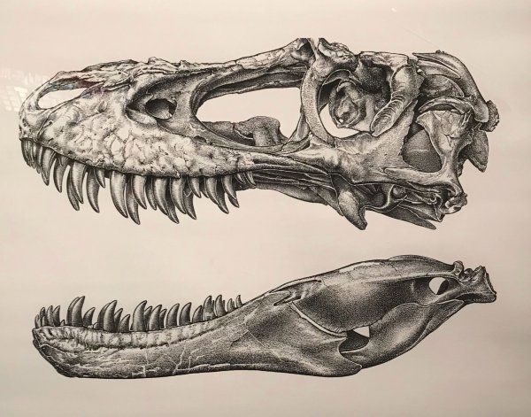 Альбертозавр череп