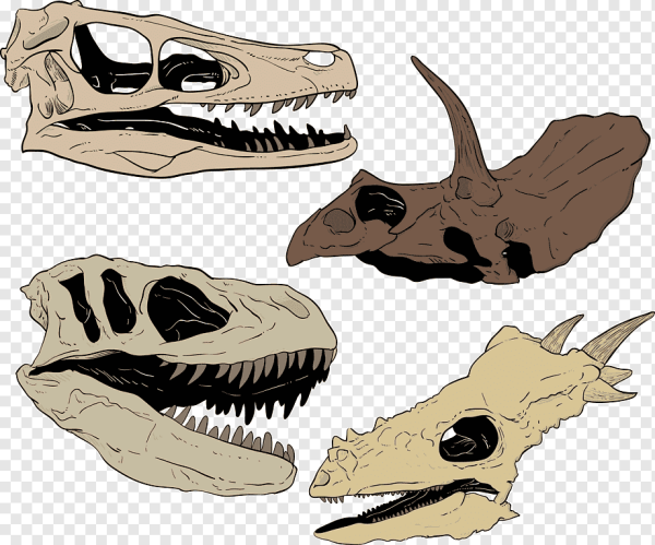 Череп раптора