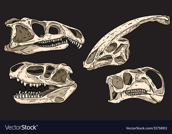 Череп травоядных и плотоядных динозавров