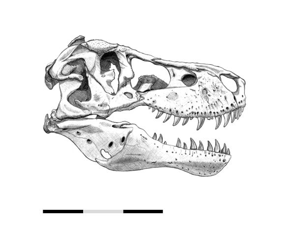 Череп волка сбоку снизу сверху