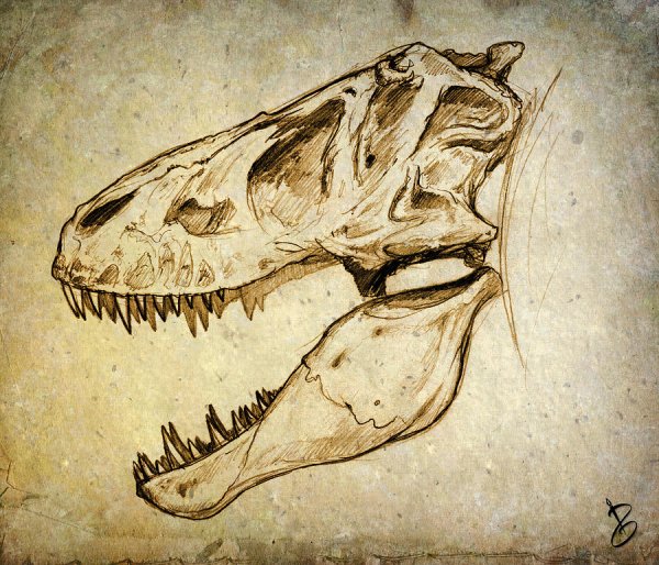 Tyrannosaurus Rex Skull