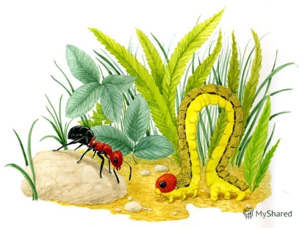 Приключения муравьишки гусеница Землемер