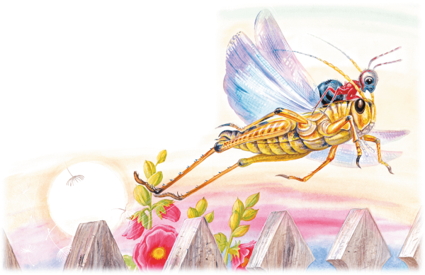 Бианки муравьишка домой спешил