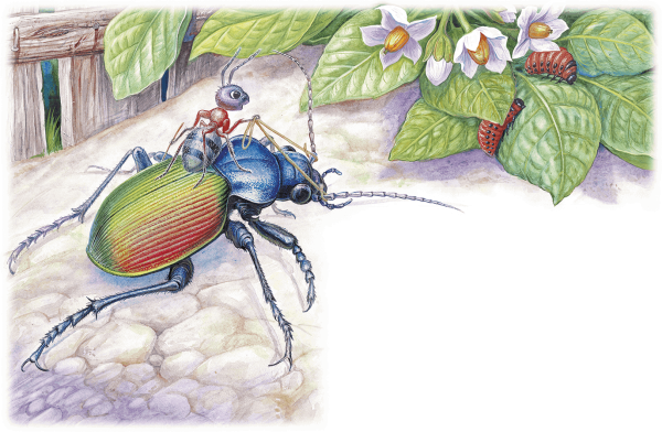 Жужелица Бианки