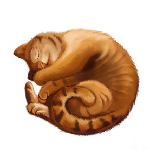 Кот свернулся калачиком