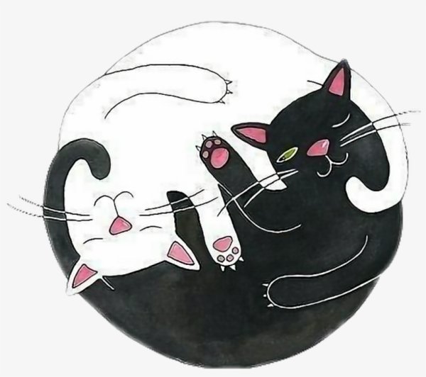 Коты в круге