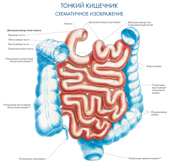 Тонкий кишечник строение анатомия