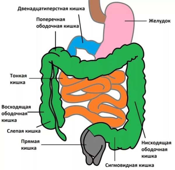 Слепая кишка ободочная кишка прямая кишка двенадцатиперстная кишка