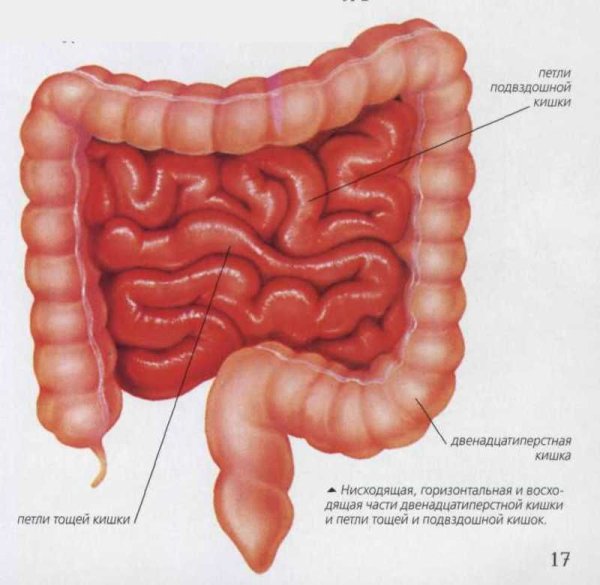 Тонкий кишечник строение анатомия