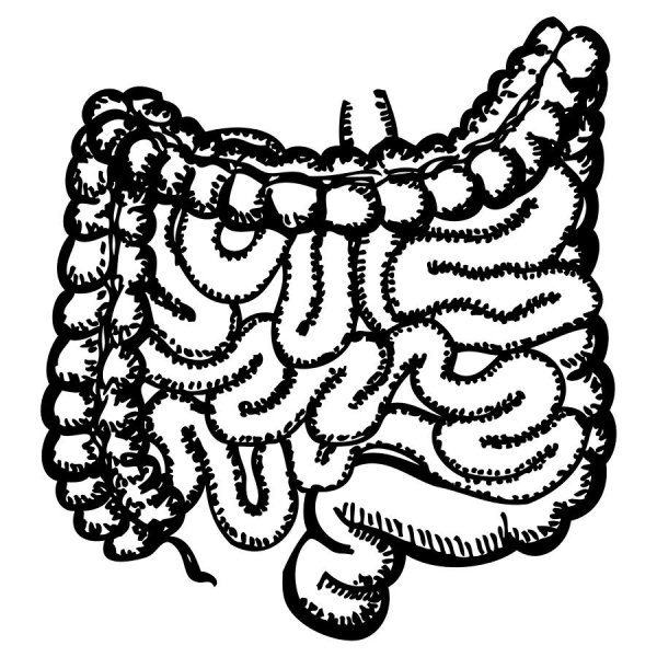 Кишечник тонкая кишка рисунок